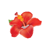Jamaica | Hibiscus